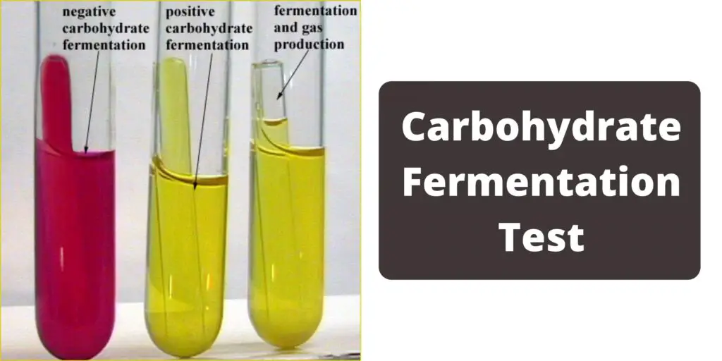 Carbohydrate Fermentation Test Sugar Fermentation Test Biology