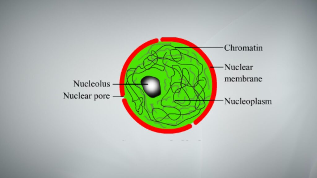 Nucleus Definition Structure Diagram And Functions Biology Notes