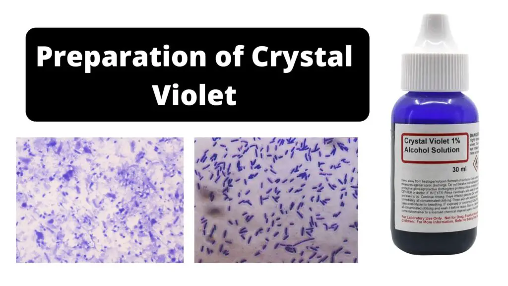 Preparation Of Crystal Violet For The Gram Stain Biology Notes Online