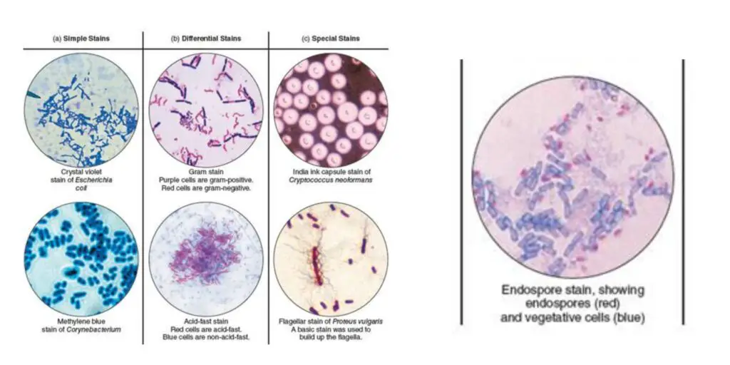 Types Of Staining Techniques Biology Notes Online