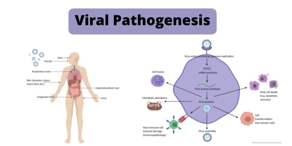 Viral Pathogenesis Definition Mechanisms Factors Biology Notes Online