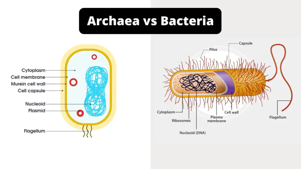 Differences Between Archaea And Bacteria Archaea Vs Bacteria