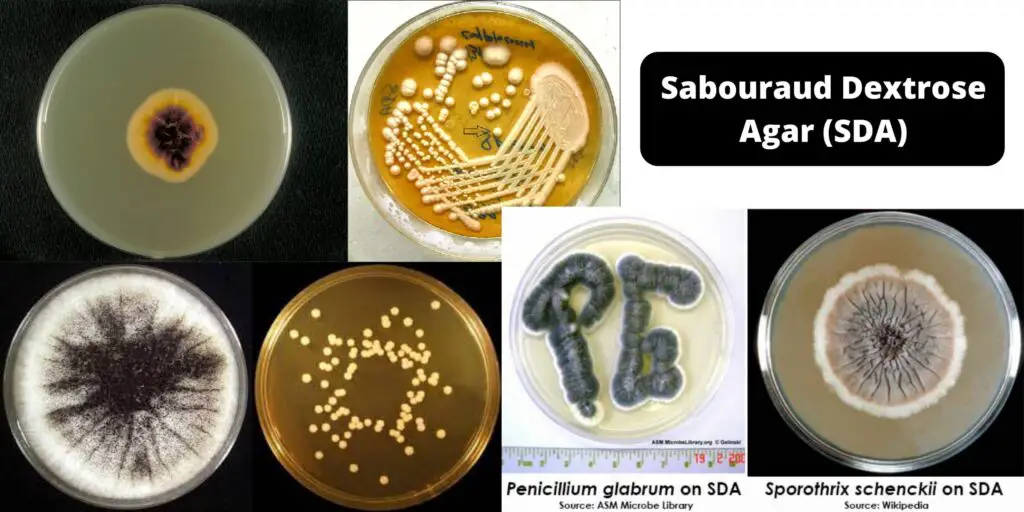 Sabouraud Dextrose Agar Sda Composition Preparation Principle