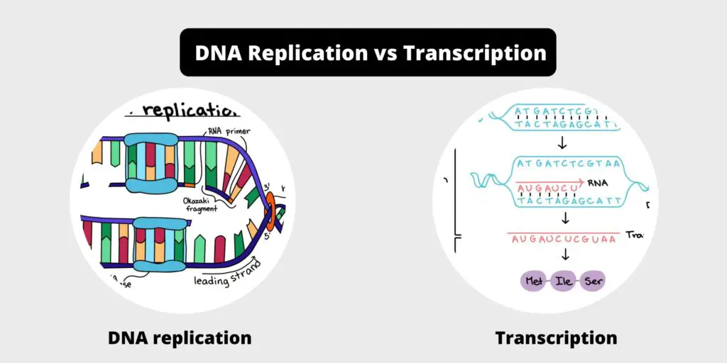 Differences Between Dna Replication And Transcription Biology Notes