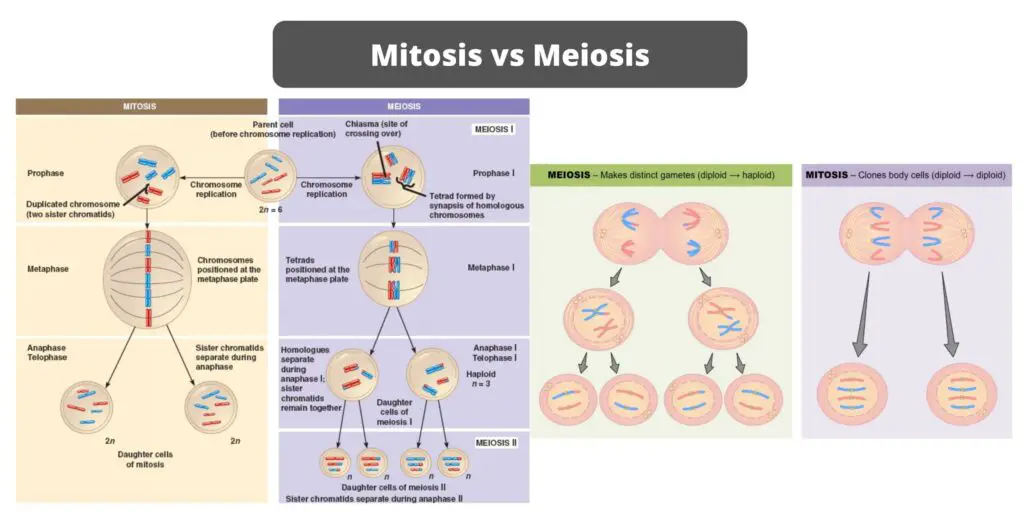 Differences Between Mitosis And Meiosis Mitosis Vs Meiosis Biology