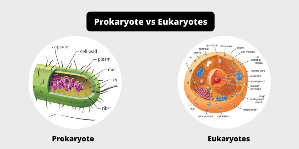 Differences Between Prokaryotes And Eukaryotes Biology Notes Online