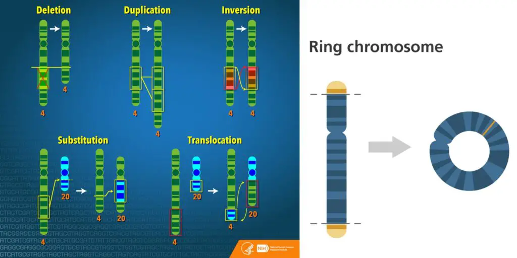 Chromosome Abnormalities Types Mechanism Detection Biology Notes