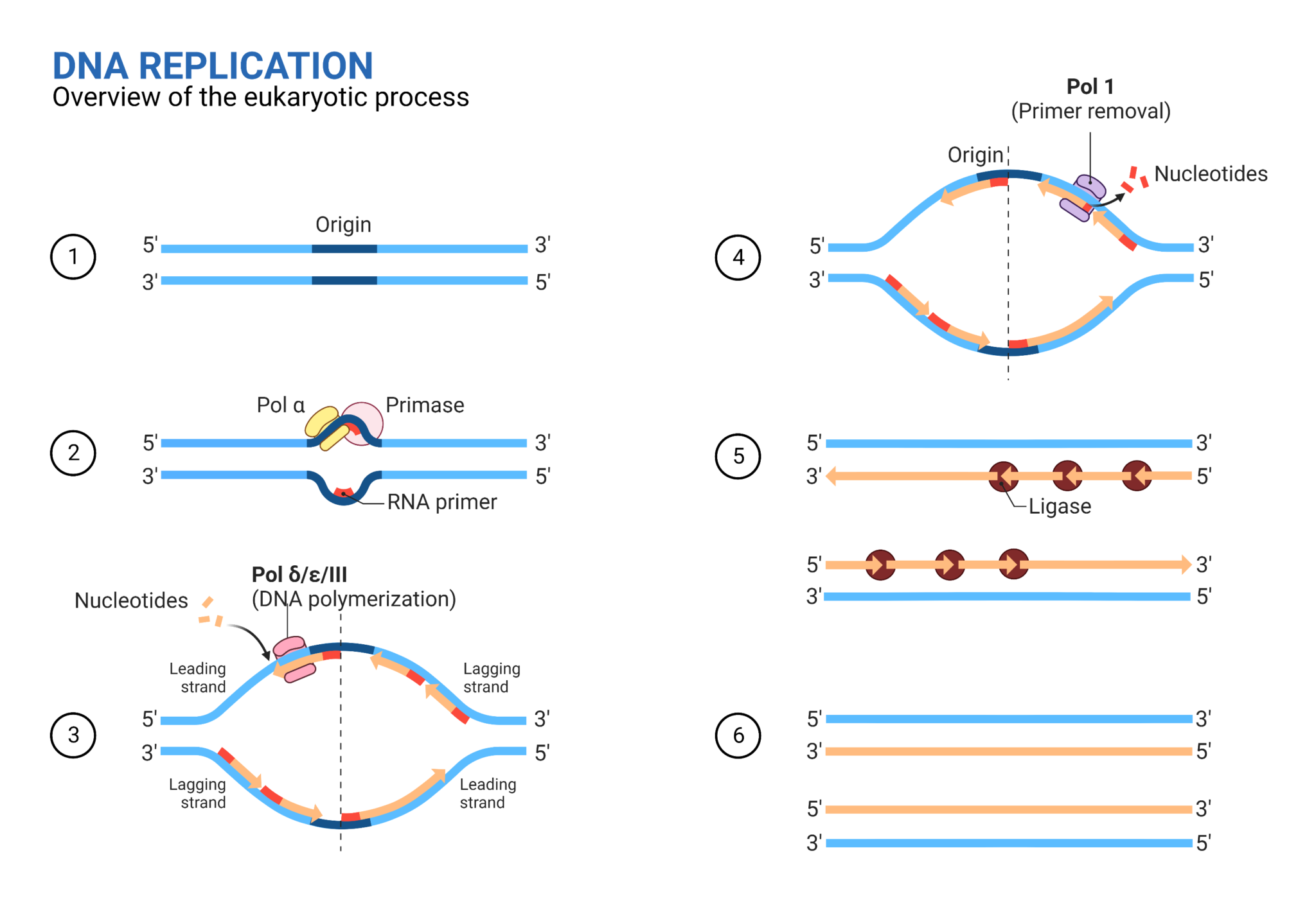 What Is DNA Replication Steps Enzymes Mechanism Applications