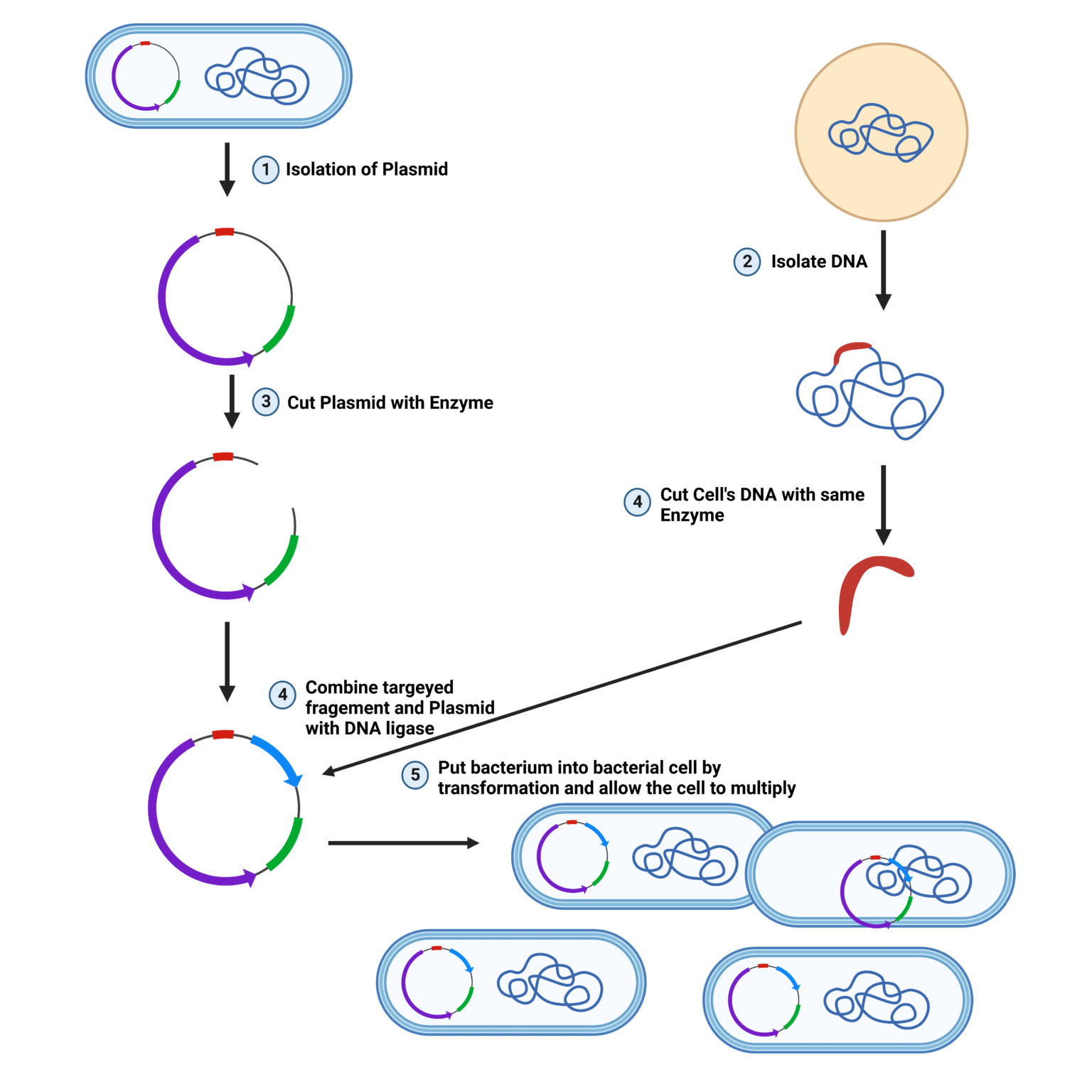 Gene Cloning Steps Definition Applications Biology Notes Online