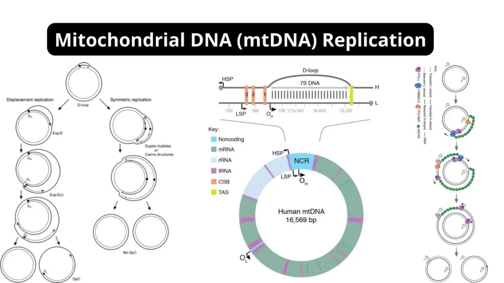 Mitochondrial DNA MtDNA Replication Mechanism Factors Biology