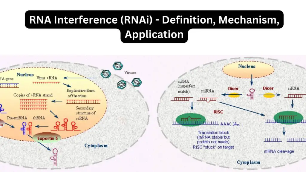 Rna Interference Rnai Definition Mechanism Application Biology