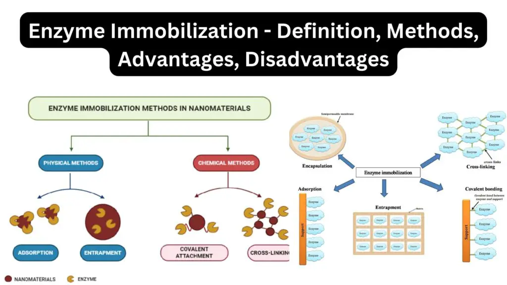 Enzyme Immobilization Definition Methods Advantages Disadvantages