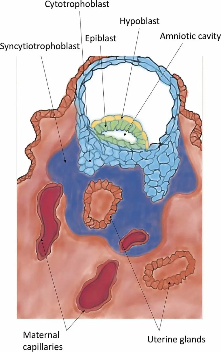 Implantation Of Embryo In Humans Definition Process Biology Notes