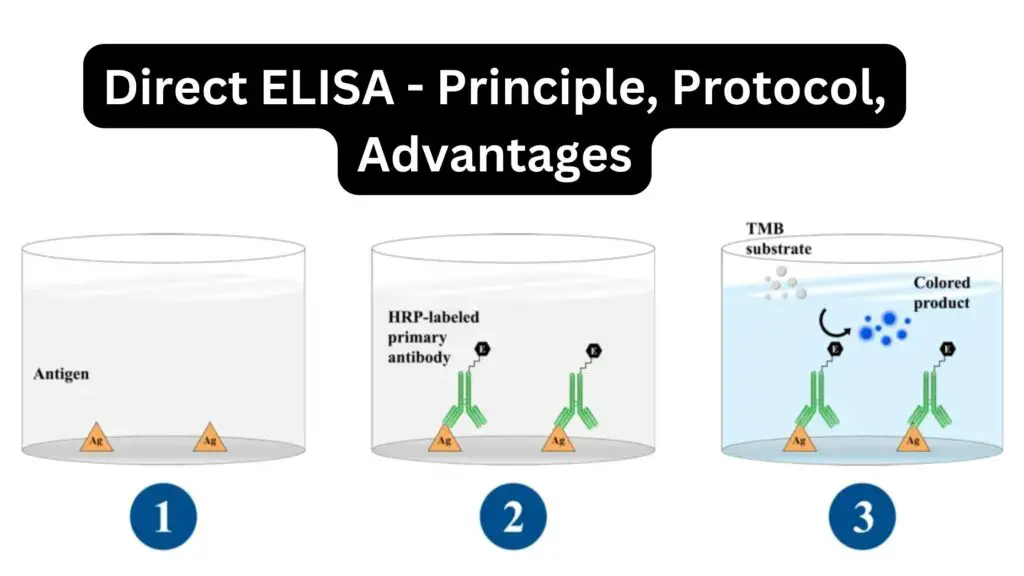 Direct ELISA Principle Protocol Advantages Biology Notes Online