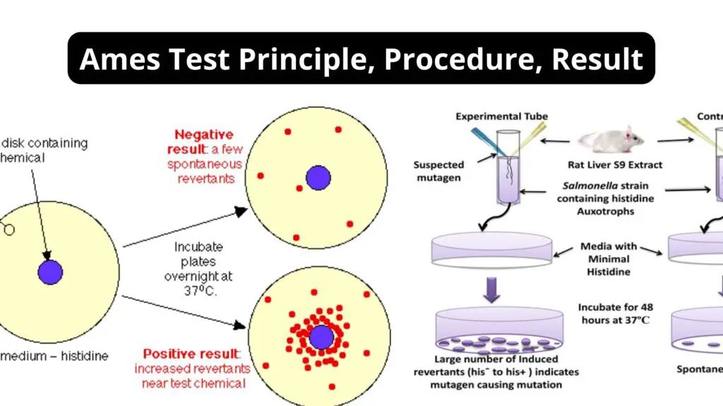 Ames Test Principle Procedure Result Limitation Applications