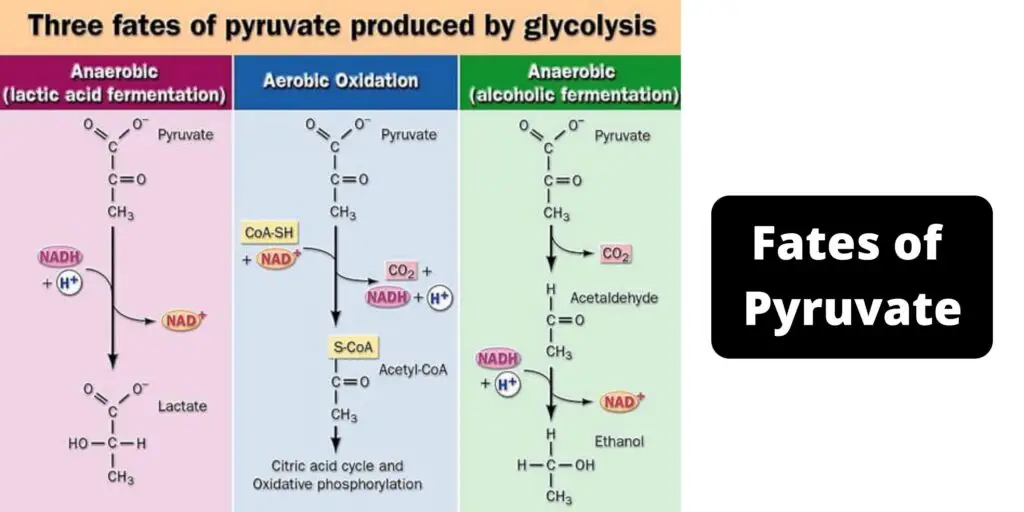 Fates Of Pyruvate Biology Notes Online