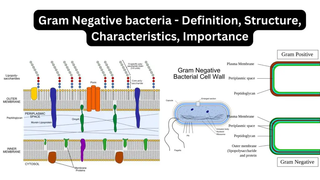 Gram Negative Bacteria Definition Structure Characteristics