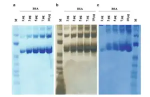 Native Polyacrylamide Gel Electrophoresis Page Biology Notes Online