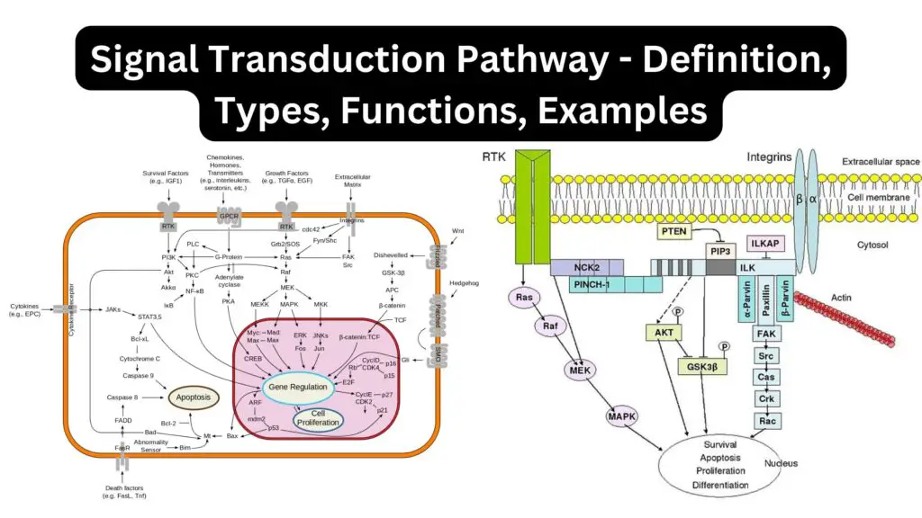 Signal Transduction Pathway Definition Types Functions Examples