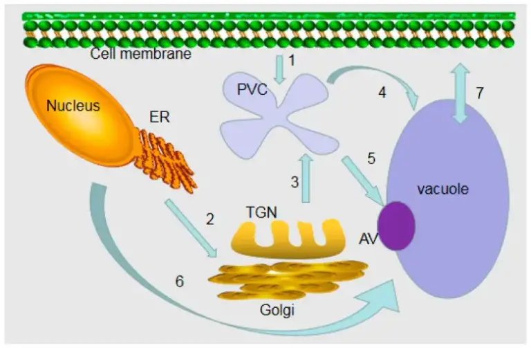 Vacuoles Definition Structure Types Functions And Diagram