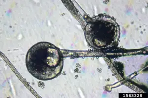 Rhizopus Stolonifer Life Cycle Habitat Nutrition Disease