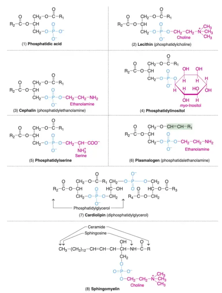 Lipids Definition Structure Properties Types Functions Examples