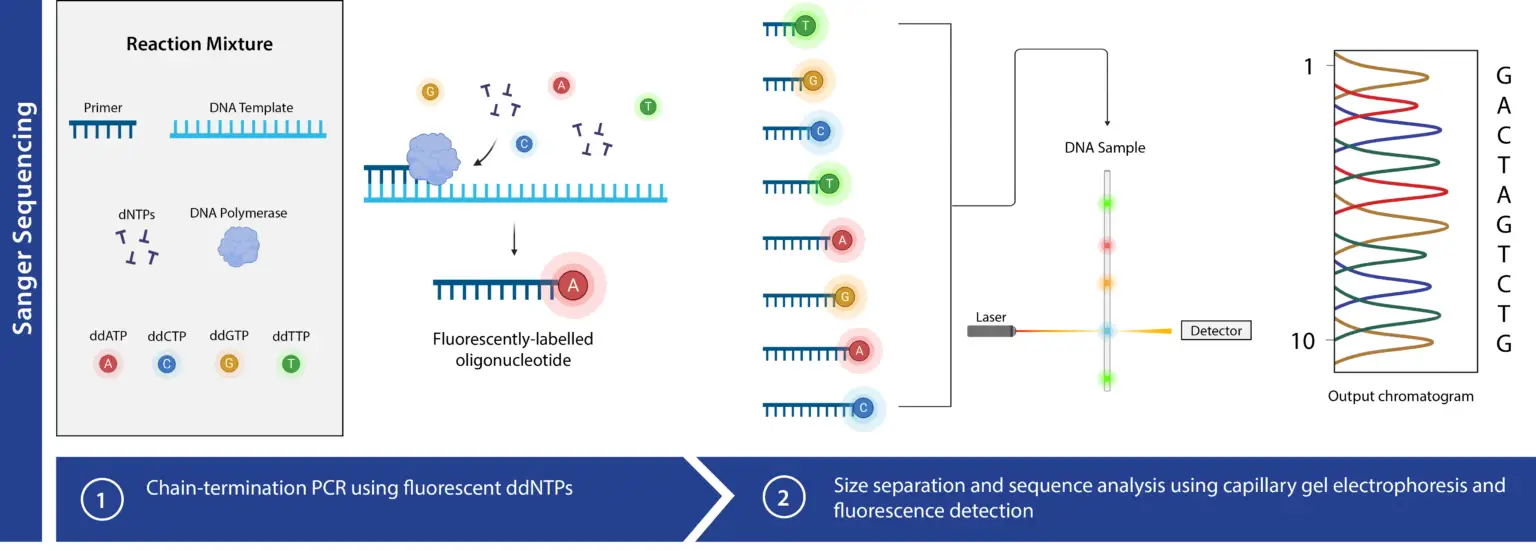 Sanger Sequencing Principle Steps Advantages Uses Biology Notes