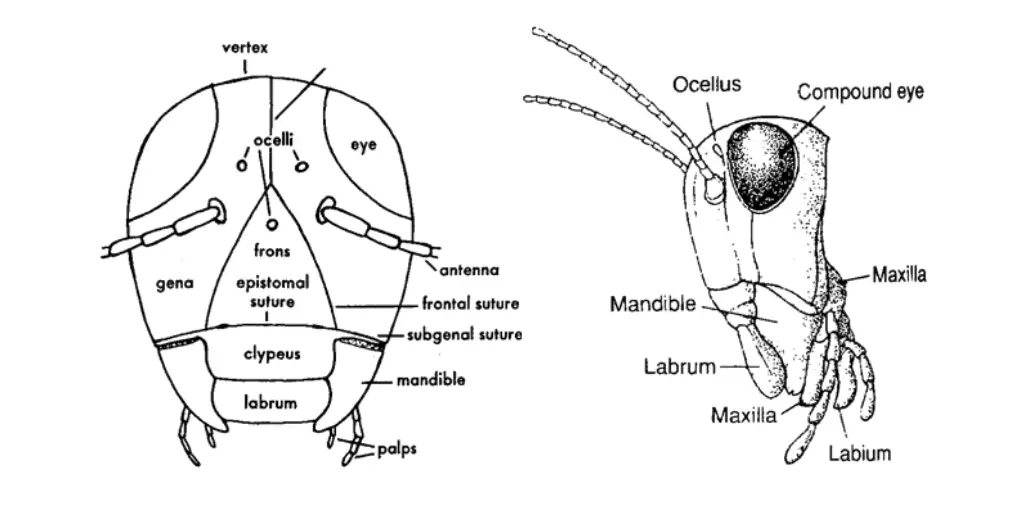 External Morphology Of Insects Head Eyes Antennae Mouth Parts