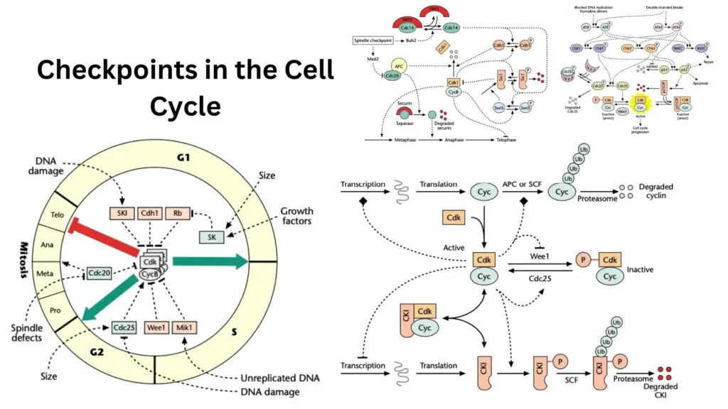 Checkpoints In The Cell Cycle G G Metaphase Spindle Checkpoints