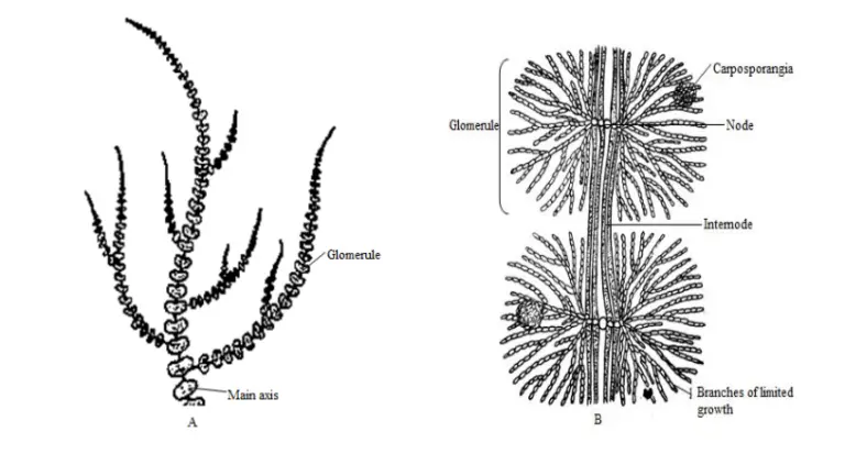 Rhodophyceae Red Algae General Characteristics Occurrence Range