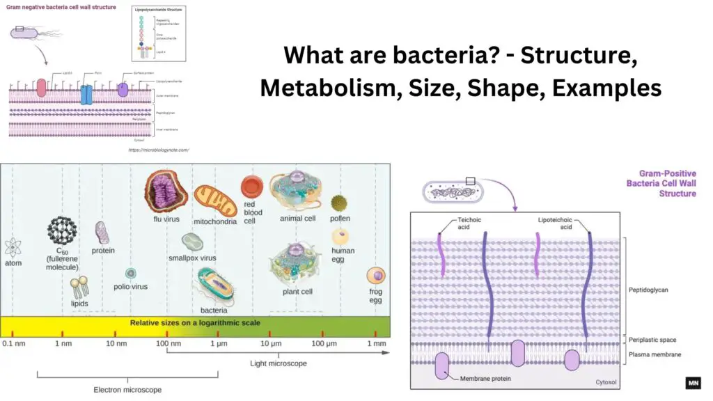 What Are Bacteria Structure Metabolism Size Shape Examples