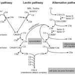 The Complement Pathway