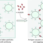 latex agglutination test