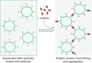 Latex agglutination test – Definition, Procedure, Principle, Advantages, Limitation, Uses
