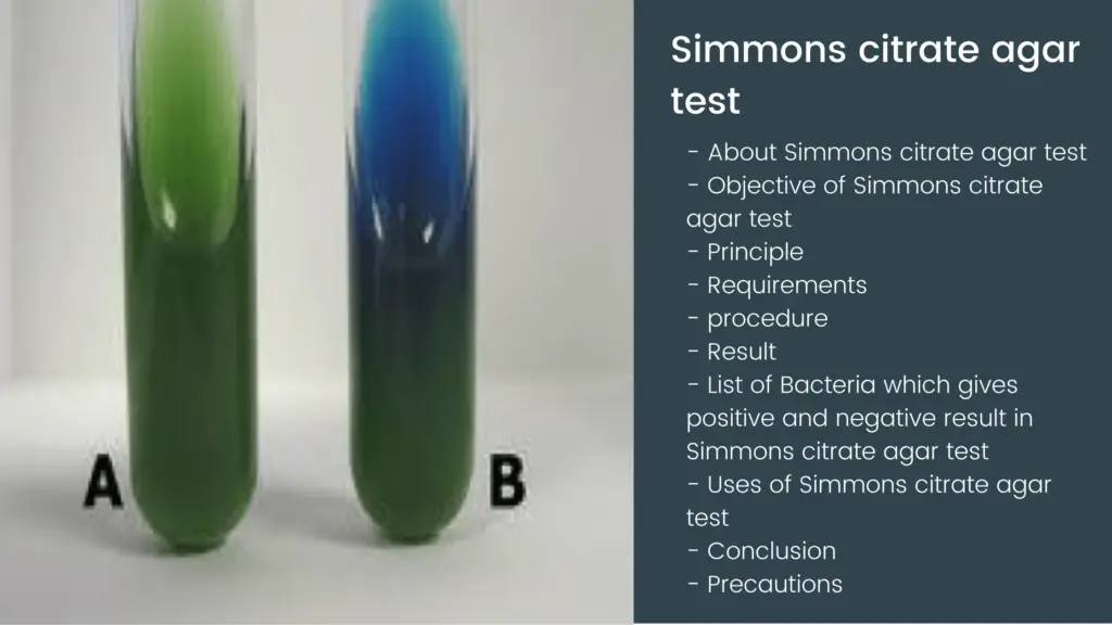 Simmons citrate agar test - Procedure, Principle, Result, Example ...