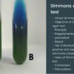 Simmons citrate agar test