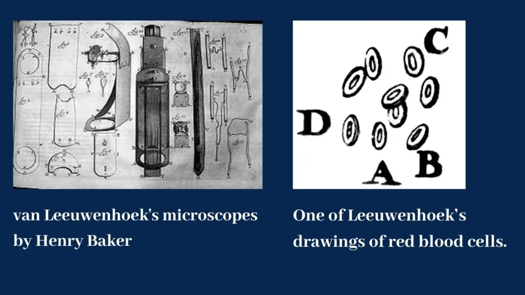 Contribution of Antonie van Leeuwenhoek