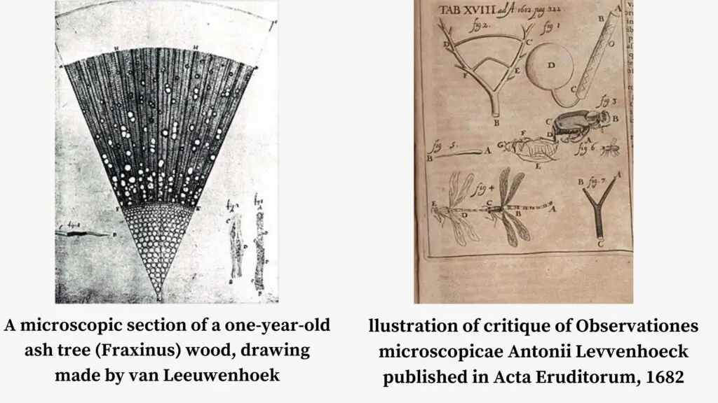 Contribution of Antonie van Leeuwenhoek