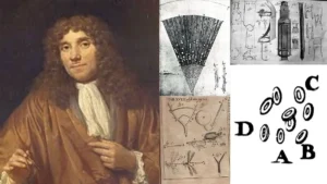 Contributions of Antonie van Leeuwenhoek