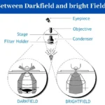 Difference Between Darkfield and bright Field Microscope