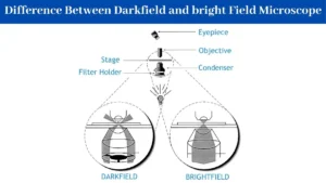12 Difference Between Darkfield and bright Field Microscope