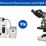 Difference Between Brightfield Microscope and Fluorescence Microscope