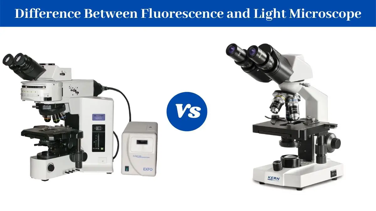 Difference Between Brightfield Microscope and Fluorescence Microscope