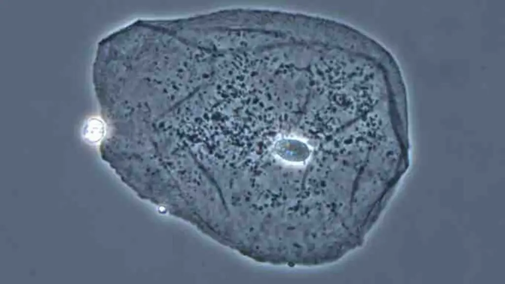 Phase Contrast Microscopy