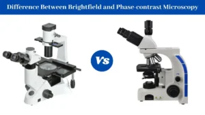 14 Difference Between Brightfield and Phase-contrast Microscopy