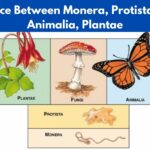 Difference Between Monera, Protista, Fungi, Animalia, Plantae