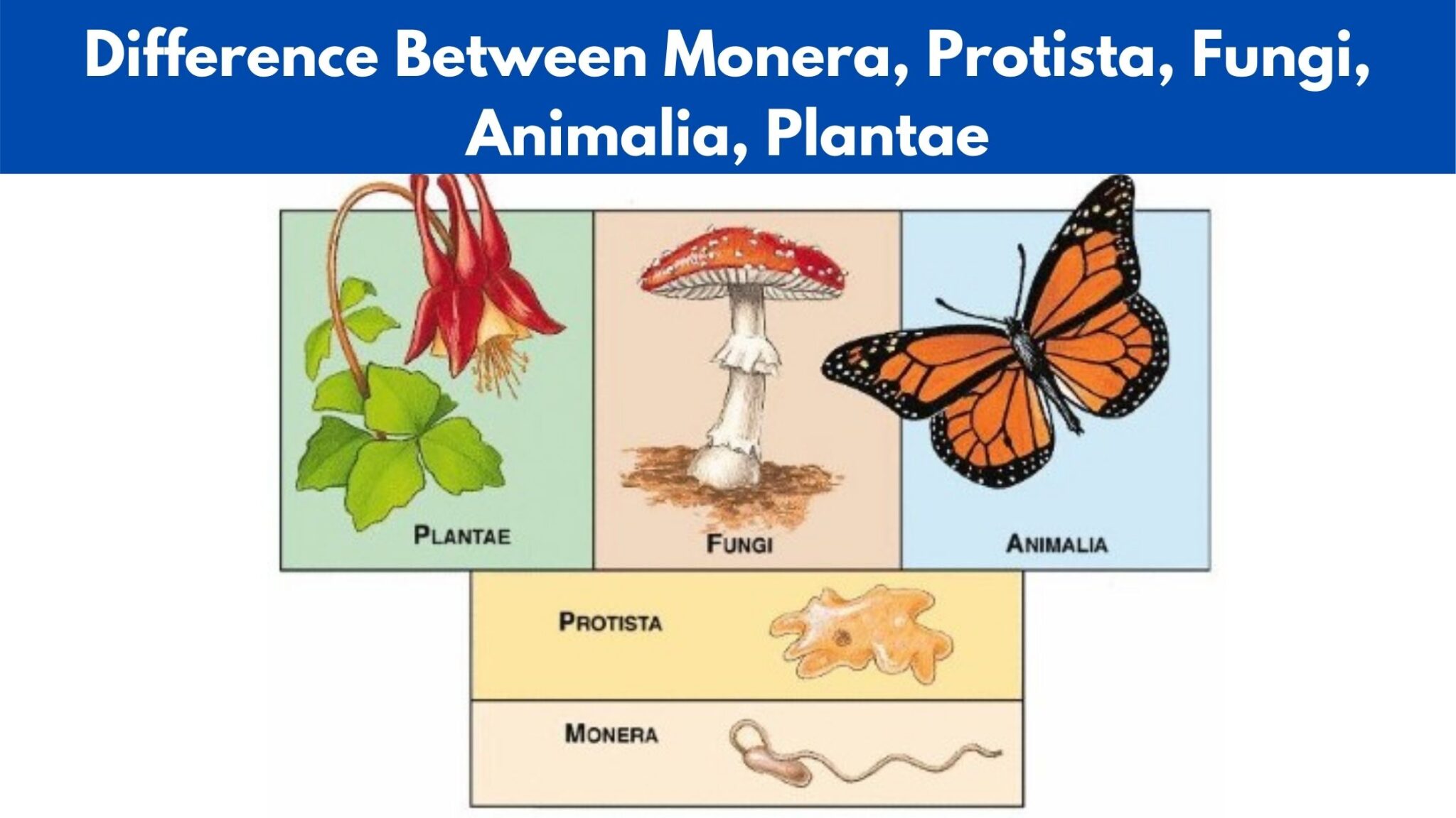Differences Between Transduction and Transfection - Transduction vs ...