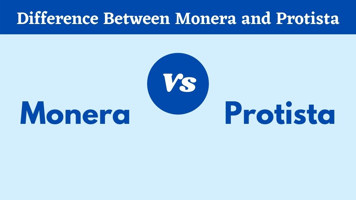 Difference Between Monera and Protista