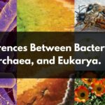 Differences Between Bacteria, Archaea, and Eukarya.