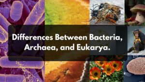 Top 30 Differences Between Bacteria, Archae, and Eukarya.